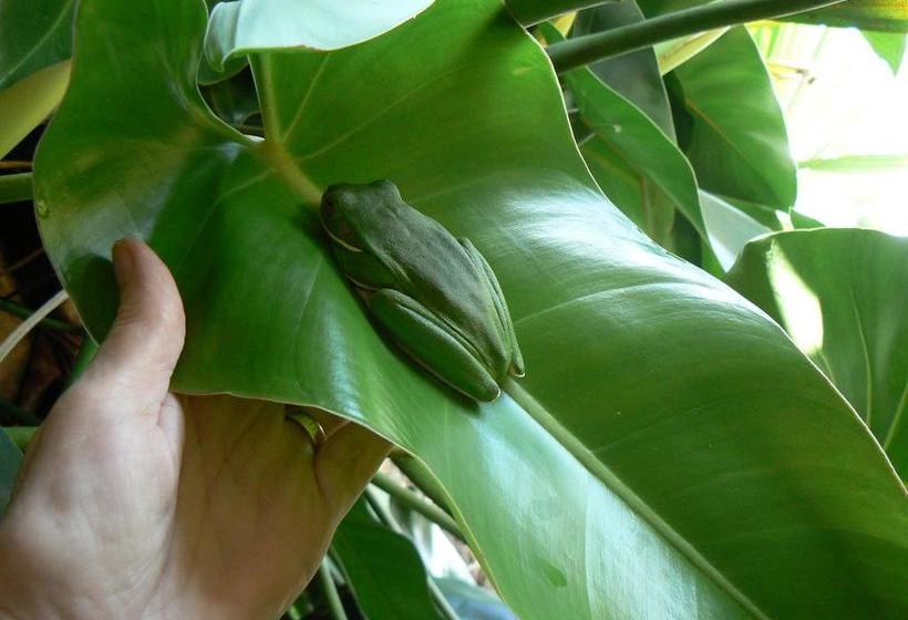 Hotel Daintree Valley Haven | Daintree | Queensland | Australia 14