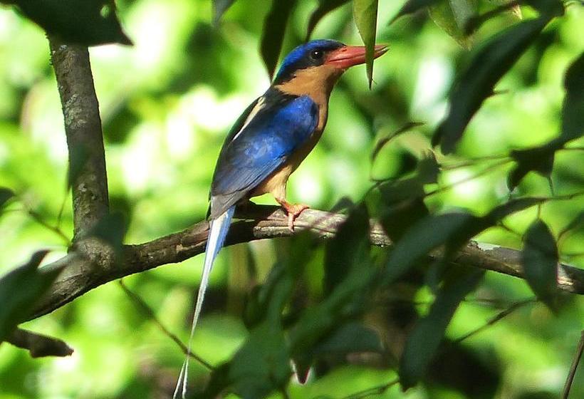 Hotel Daintree Valley Haven | Daintree | Queensland | Australia 5