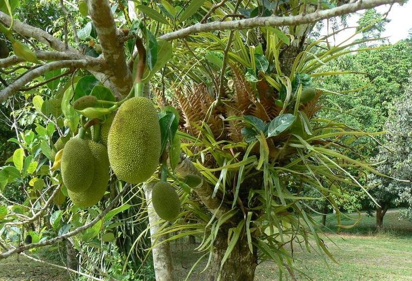 Hotel Daintree Valley Haven | Daintree | Queensland | Australia 9