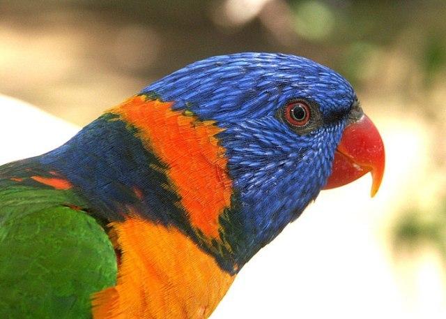 Hotel Daintree Wild Zoo Bed & Breakfast | Daintree | Queensland | Australia 11