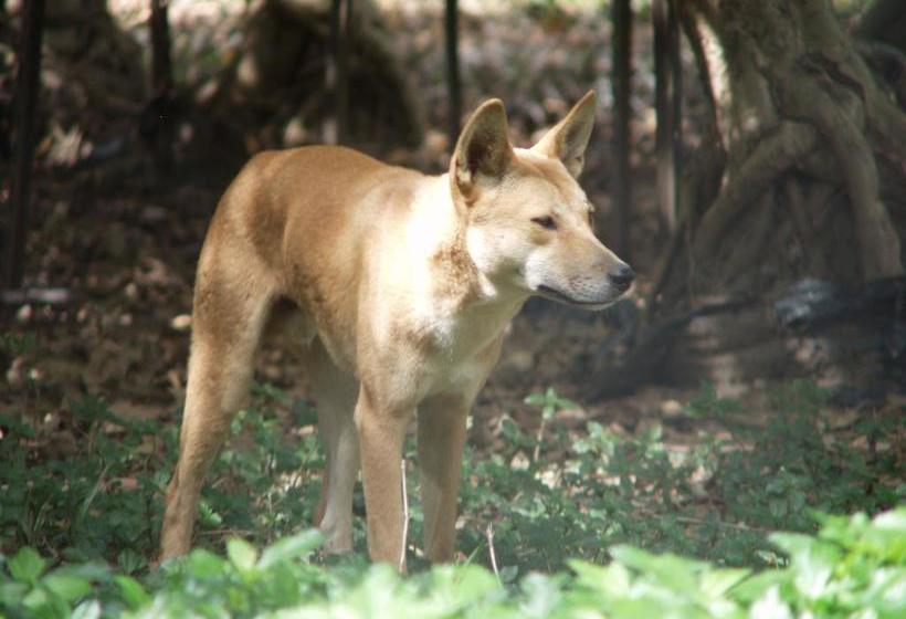 Hotel Daintree Wild Zoo Bed & Breakfast | Daintree | Queensland | Australia 17