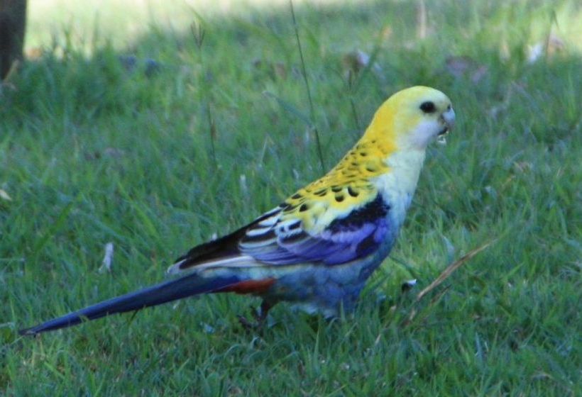 Bottlebrush B&b | Tinana | Queensland | Australia 16