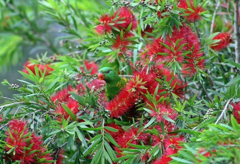 Bottlebrush B&b | Tinana | Queensland | Australia 17