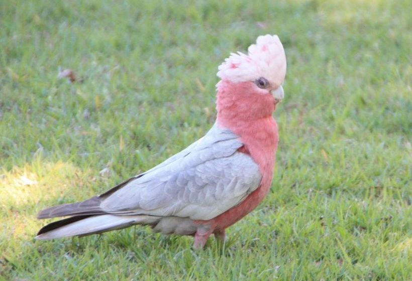 Bottlebrush B&b | Tinana | Queensland | Australia 18