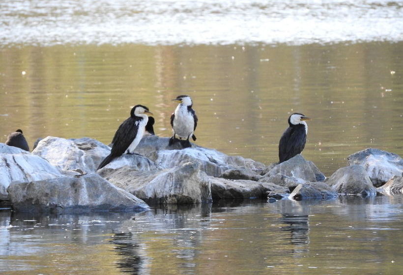 Victoria Lake Holiday Park | Shepparton | Victoria | Australia 12