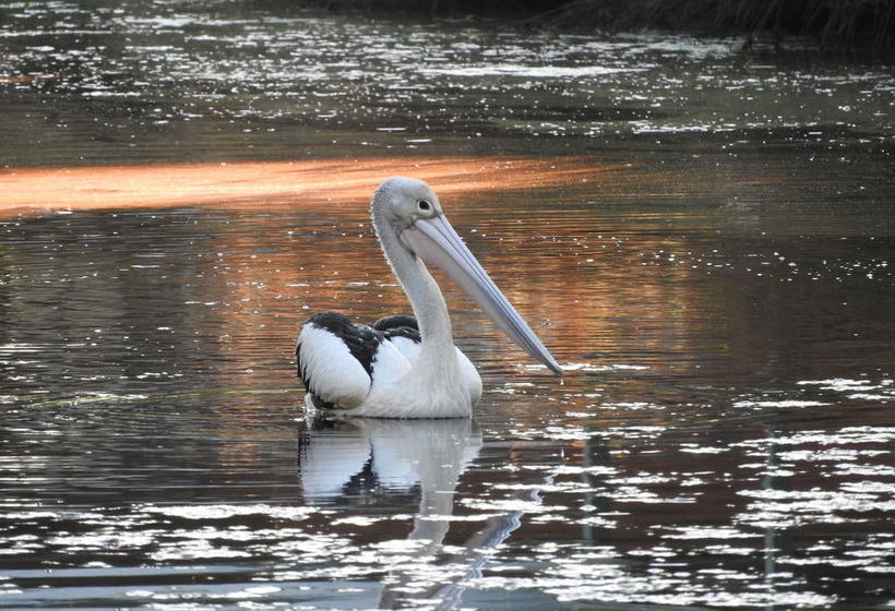 Victoria Lake Holiday Park | Shepparton | Victoria | Australia 8