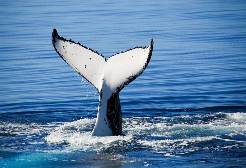 Palm Court Hervey Bay | Hervey Bay | Queensland | Australia 17