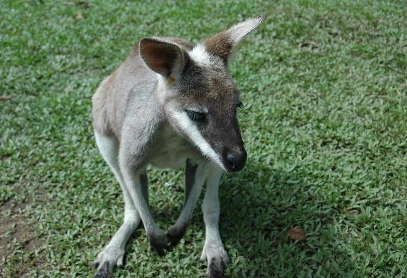 Hibiscus Lodge Bed & Breakfast | Mission Beach | Queensland | Australia 4