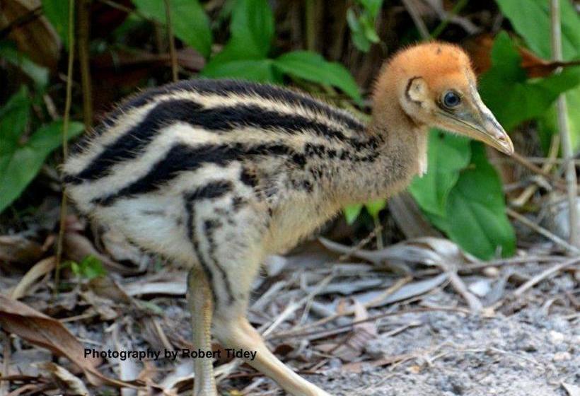 Hibiscus Lodge Bed & Breakfast | Mission Beach | Queensland | Australia 5