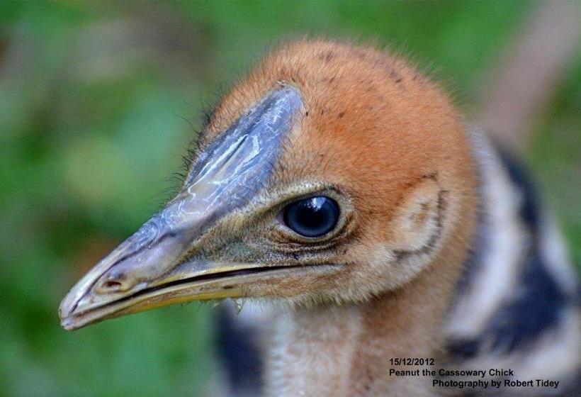 Hibiscus Lodge Bed & Breakfast | Mission Beach | Queensland | Australia 6