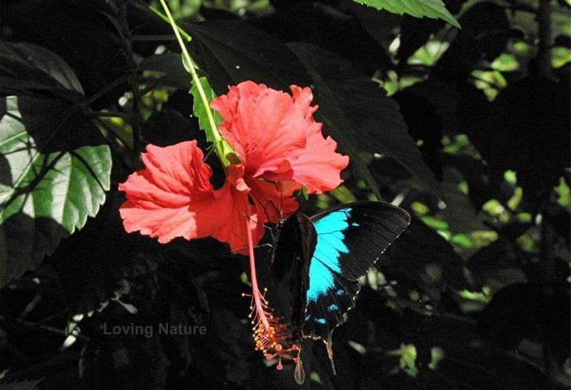 Hibiscus Lodge Bed & Breakfast | Mission Beach | Queensland | Australia 7