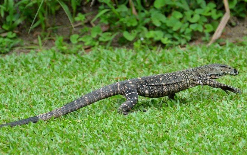 Hibiscus Lodge Bed & Breakfast | Mission Beach | Queensland | Australia 8