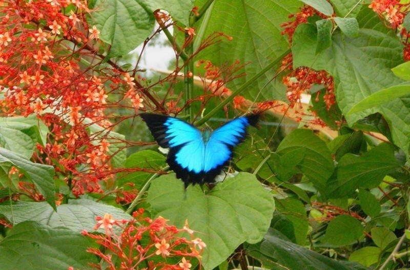 Hibiscus Lodge Bed & Breakfast | Mission Beach | Queensland | Australia 9