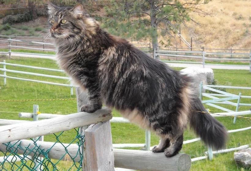 Hotel Wildhorse Mountain Guest Ranch | Penticton | British Columbia | Canada 2