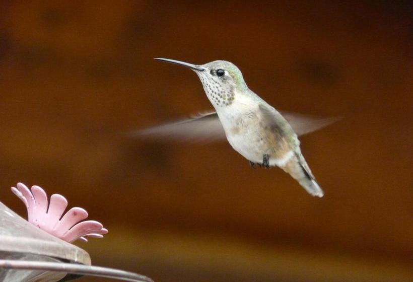 Hotel Wildhorse Mountain Guest Ranch | Penticton | British Columbia | Canada 3