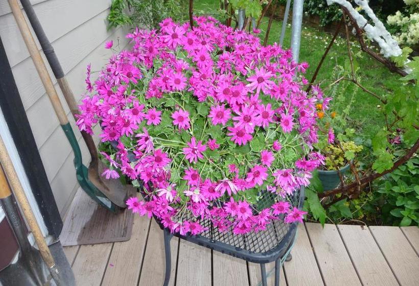 Hotel Cycle-inn Bed & Breakfast | Victoria | British Columbia | Canada 10