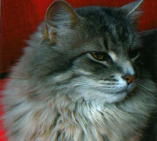 Hotel Elliott House Bed & Breakfast | Toronto | Ontario | Canada 2