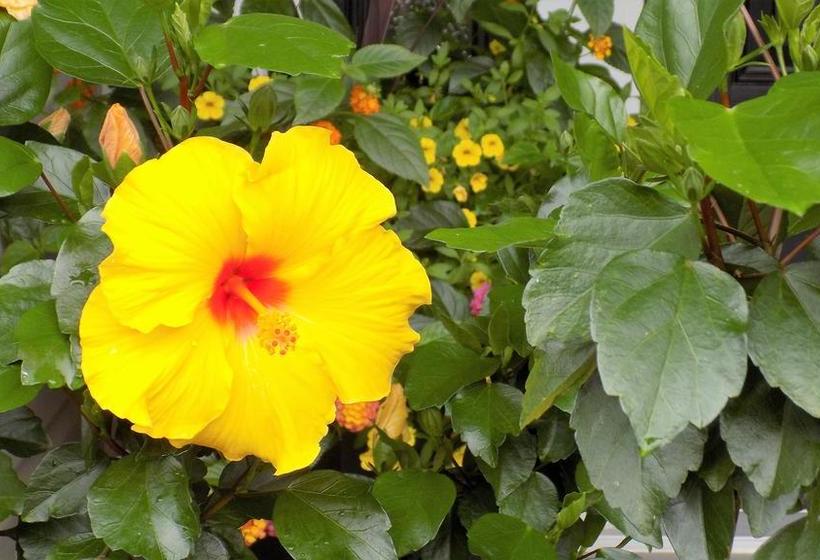 Hotel The Promenade B&b | Niagara Falls | Ontario | Canada 3