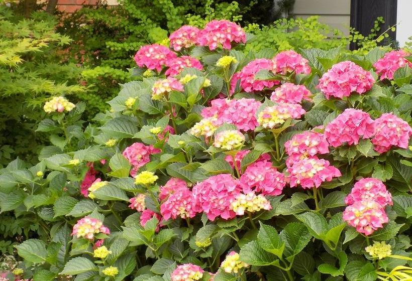 Hotel The Promenade B&b | Niagara Falls | Ontario | Canada 4