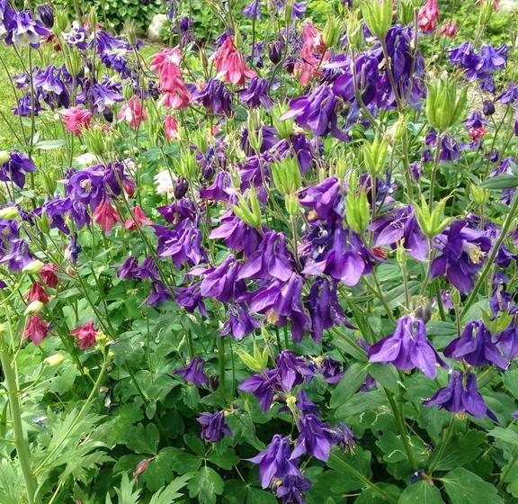 Hotel Richmond House Bed And Breakfast | Kelowna | British Columbia | Canada 3