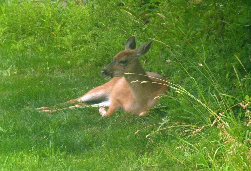 Hotel Panorama Bed And Breakfast | Duncan | British Columbia | Canada 20