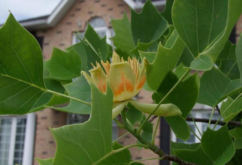 Hotel In Elegance Bed And Breakfast | Niagara on the Lake | Ontario | Canada 2