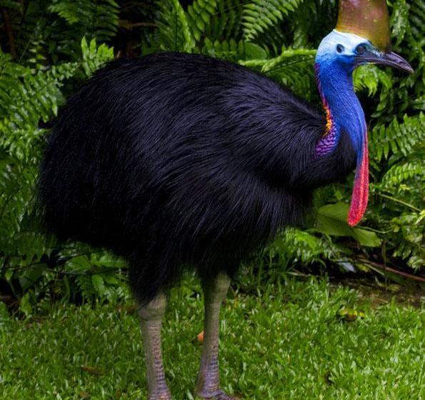 Nautilus Bed And Breakfast | Mission Beach | Queensland | Australia 13