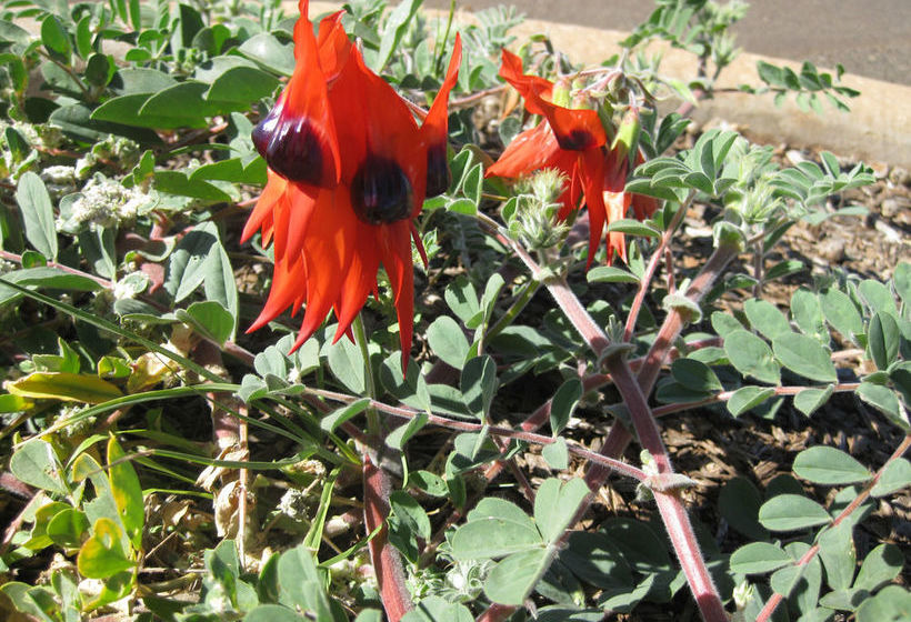 Hotel Meekatharra Accommodation Centre & Caravan Park | Meekatharra | Western Australia | Australia 19