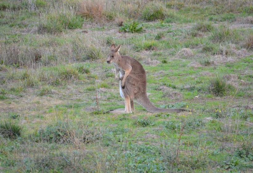Motel The Hallows Accommodation | Bathurst | New South Wales | Australia 9