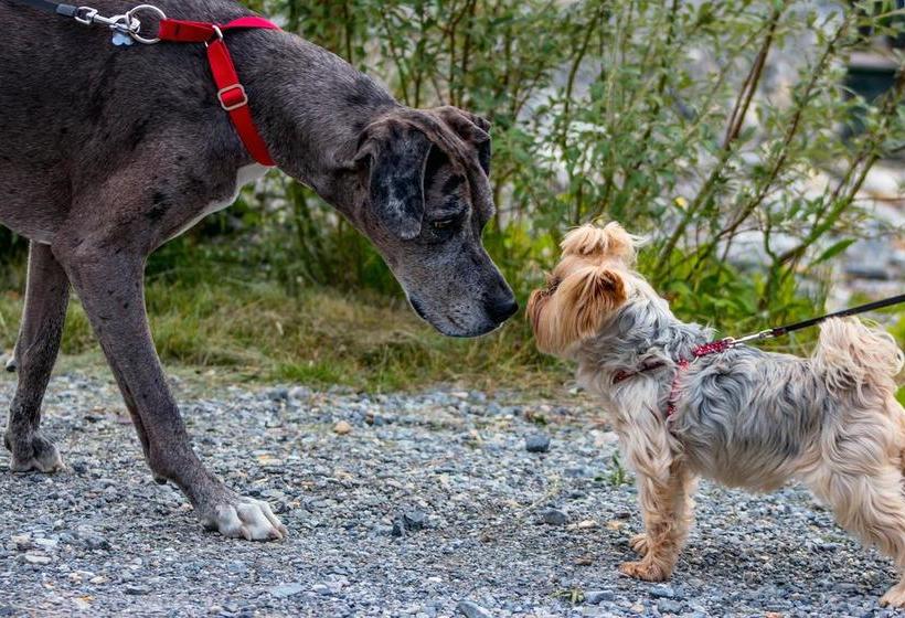 Hotel Northern Rockies Lodge | Muncho Lake | British Columbia | Canada 16
