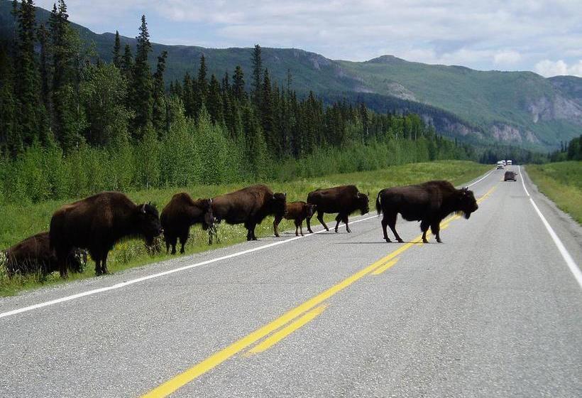 Hotel Northern Rockies Lodge | Muncho Lake | British Columbia | Canada 20