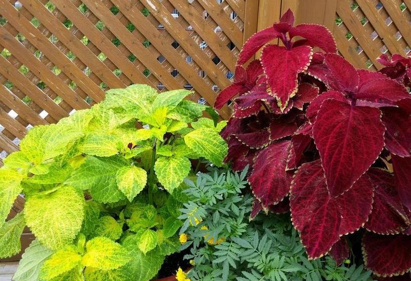 L Escogriffe B&b  Men Only | Montreal | Quebec | Canada 12