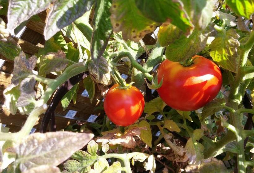 L Escogriffe B&b  Men Only | Montreal | Quebec | Canada 14