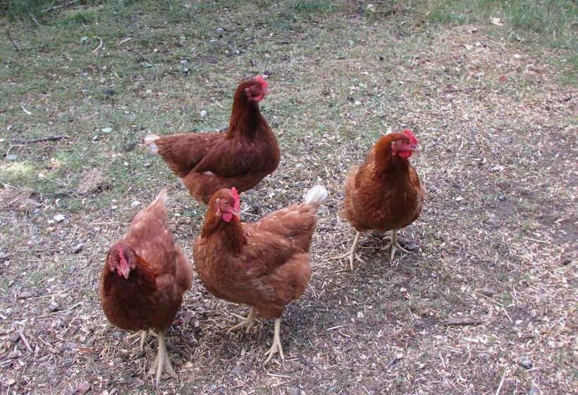 Campbell Cottage B&b | Nanaimo | British Columbia | Canada 4