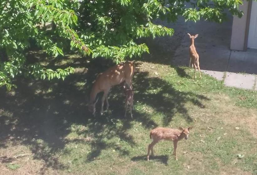 Cornerstone Bed And Breakfast | Revelstoke | British Columbia | Canada 4