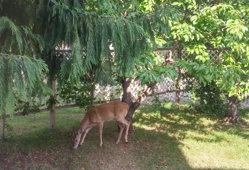 Cornerstone Bed And Breakfast | Revelstoke | British Columbia | Canada 5