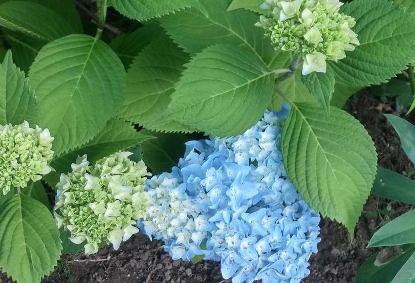 Cornerstone Bed And Breakfast | Revelstoke | British Columbia | Canada 6