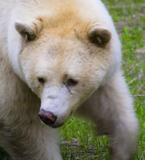 Motel Mumfords Lodging | Terrace | British Columbia | Canada 12