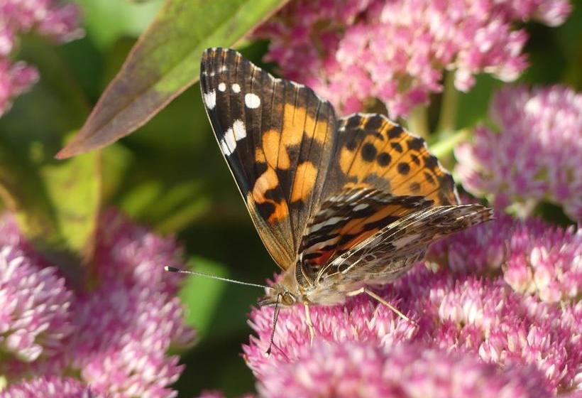 B&b Du Village | Deschambault | Quebec | Canada 12