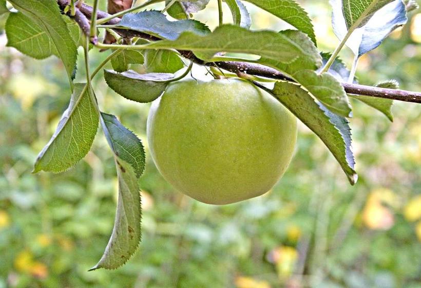 Bed and Breakfast A Li L Bit Of Eden | Niagara on the Lake | Ontario | Canadá 8