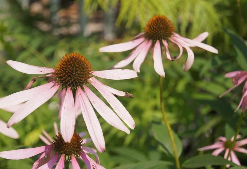 The Calder House Bed & Breakfast | Steinbach | Manitoba | Canada 3