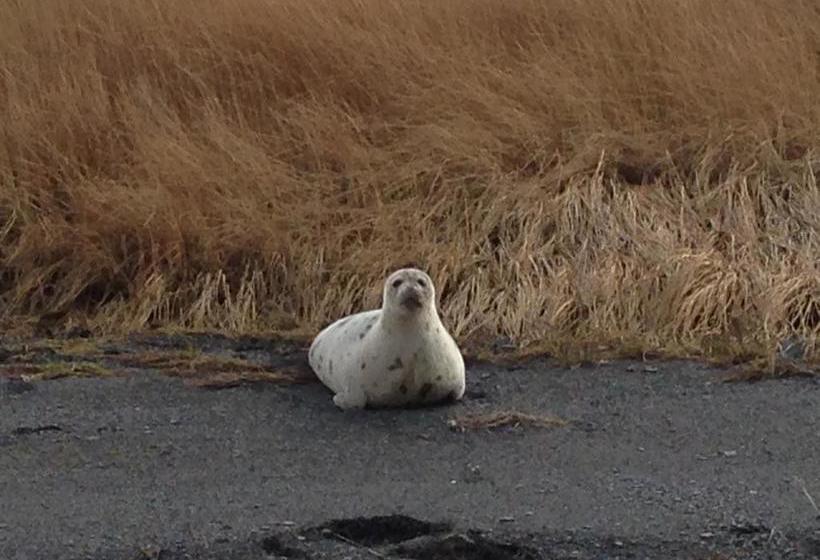 Hotel Havre Musical De L Islet | Isle aux Coudres | Quebec | Kanada 17