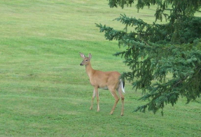 Motel Tremblant | Mont Tremblant | Quebec | Canada 4