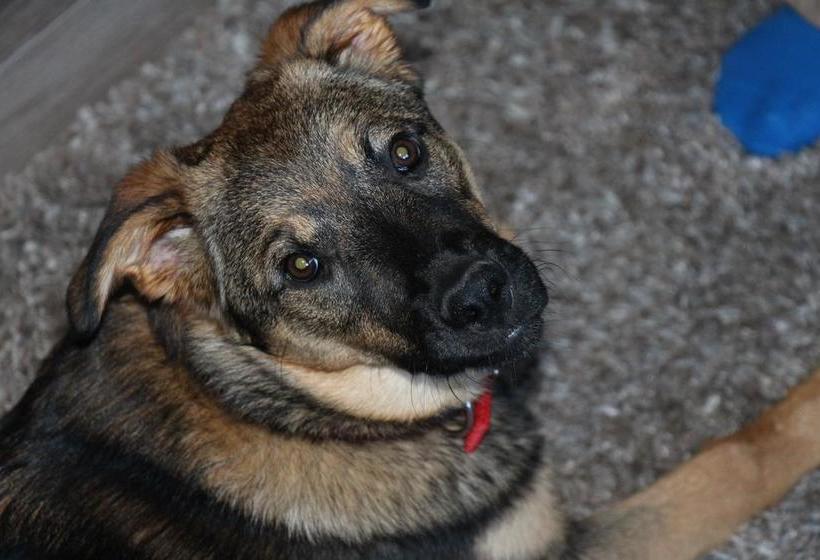 Kicking Horse Canyon B&b | Golden | British Columbia | Canada 1