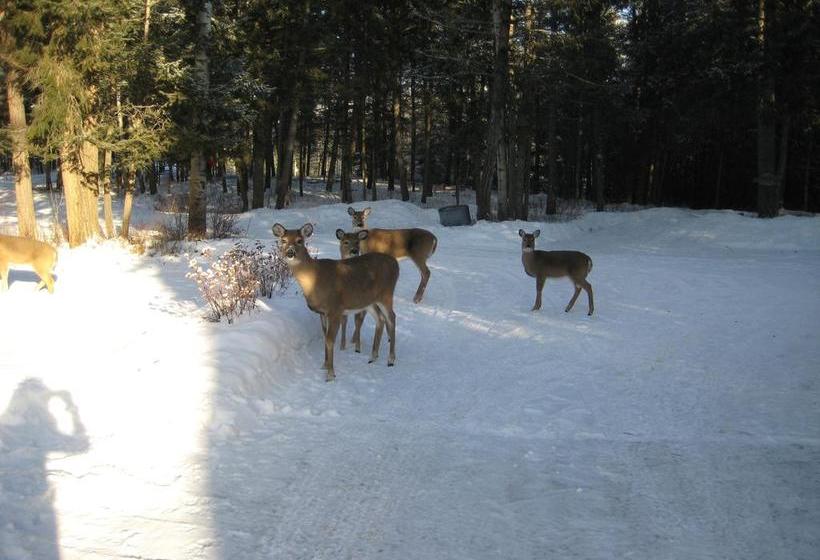 Kicking Horse Canyon B&b | Golden | British Columbia | Canada 16