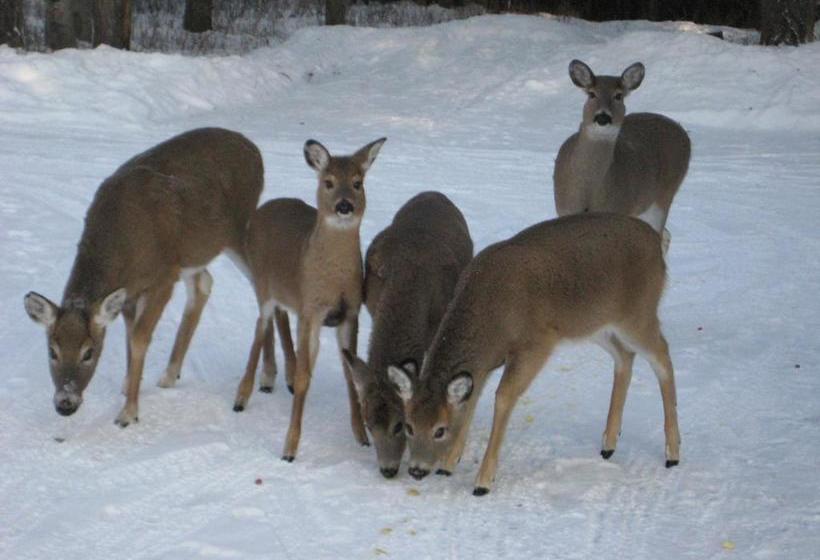 Kicking Horse Canyon B&b | Golden | British Columbia | Canada 17