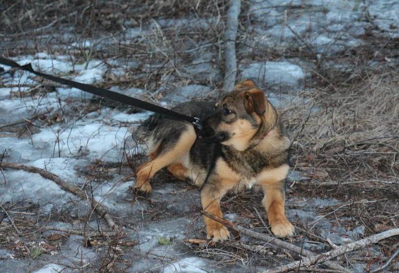 Kicking Horse Canyon B&b | Golden | British Columbia | Canada 4
