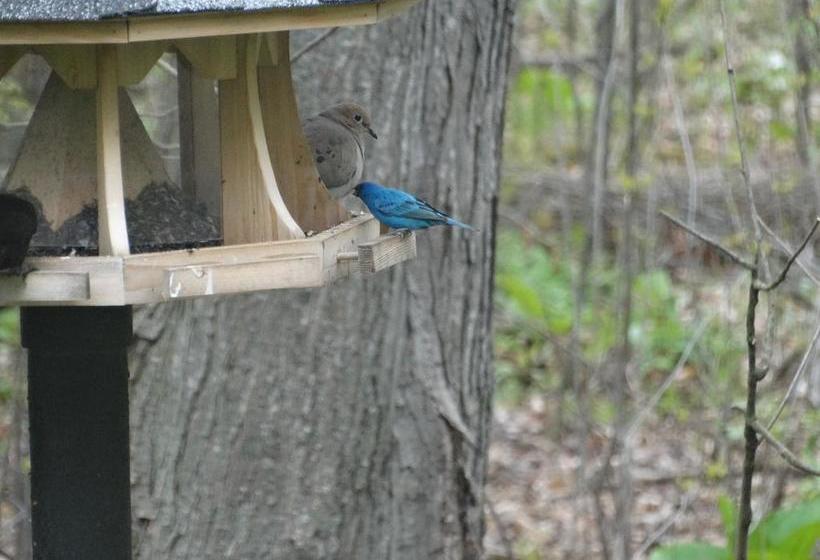 Tranquil Moments Bed & Breakfast | Delhi | Ontario | Canada 11