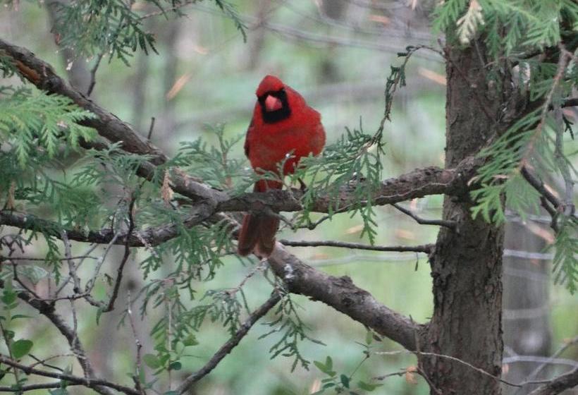 Tranquil Moments Bed & Breakfast | Delhi | Ontario | Canada 9