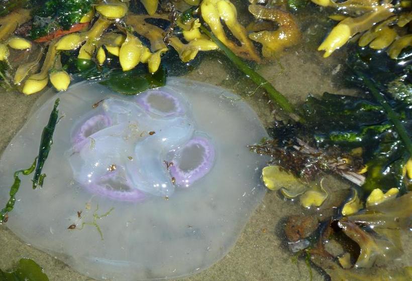 Beachway Vacation Rental & B&b Suites | Campbell River | British Columbia | Canada 11